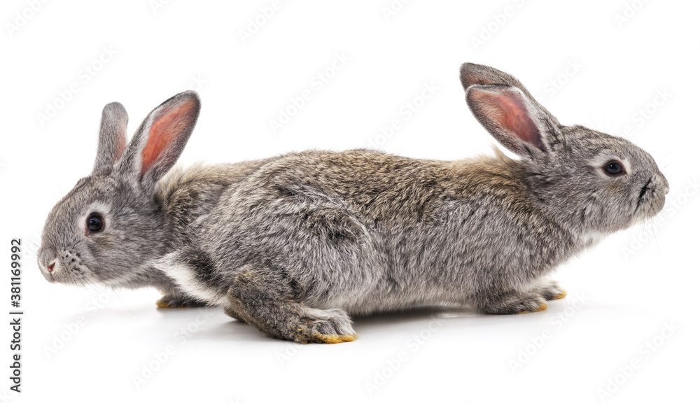 Fototapeta premium Two gray rabbits.