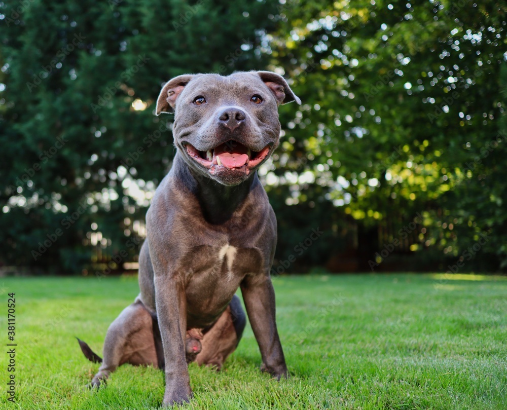 Portrait of English Staffordshire Bull Terrier Sitting in the Garden with Smile on its Face. Happy Blue Staffy Posing on the Green Lawn.