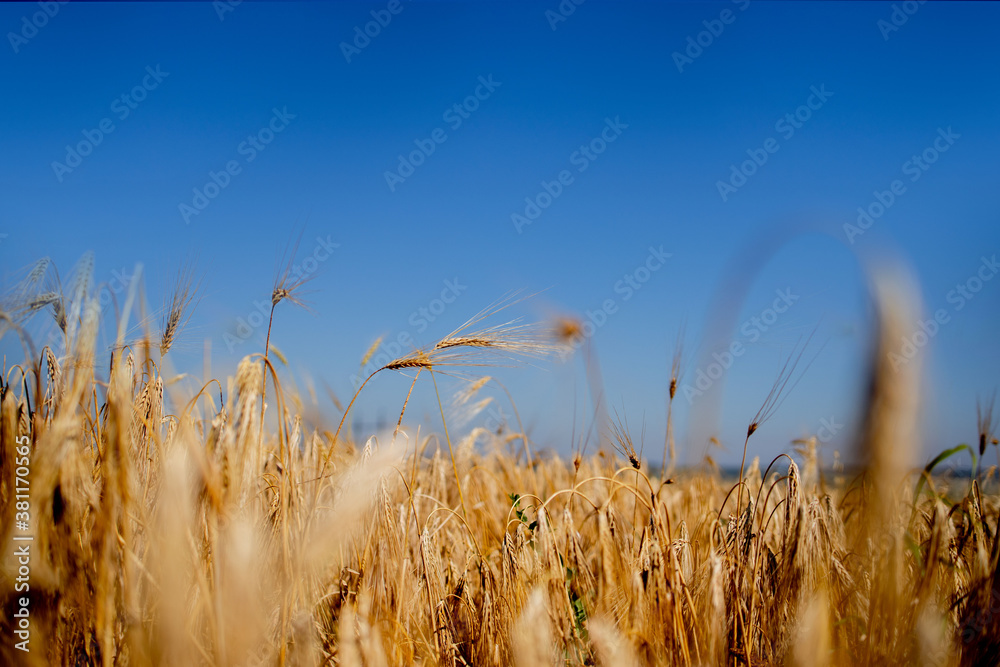 Obraz premium Close up of stems of gold and ripe rye. Concept of great harvest and productive seed industry