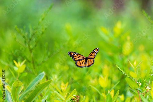 butterfly in flight