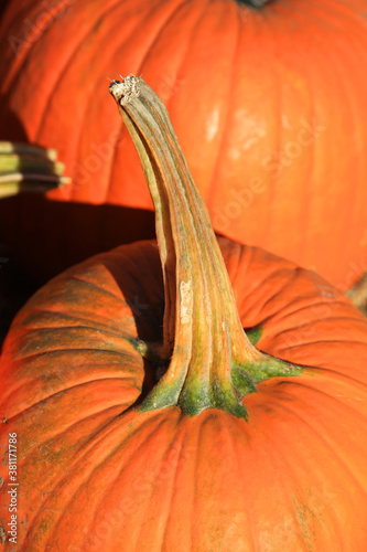 Close up shot of pumpkin stem