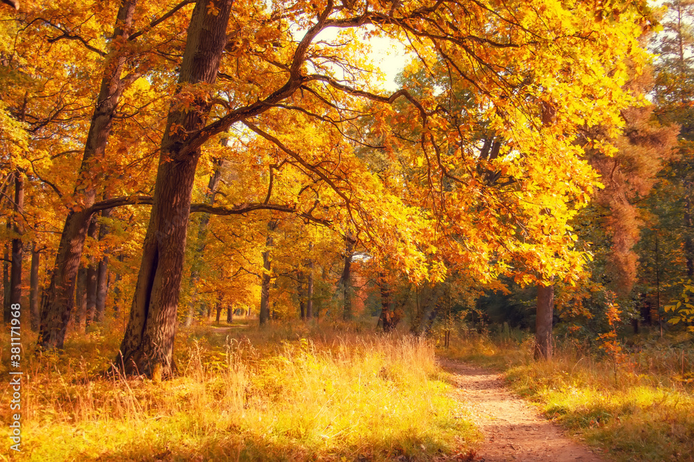 Autumn forest with century-old oak trees spreading branches on a sunny day.