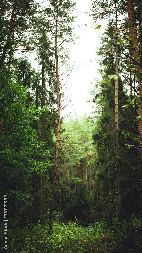 forest in the morning forest in the morning