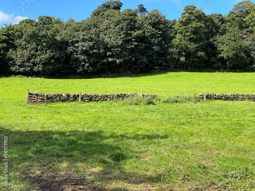 Farmland, near Hollins Hill, with a dry stone wall, farm gate, and a small forest in the background in, Shipley, Bradford, UK