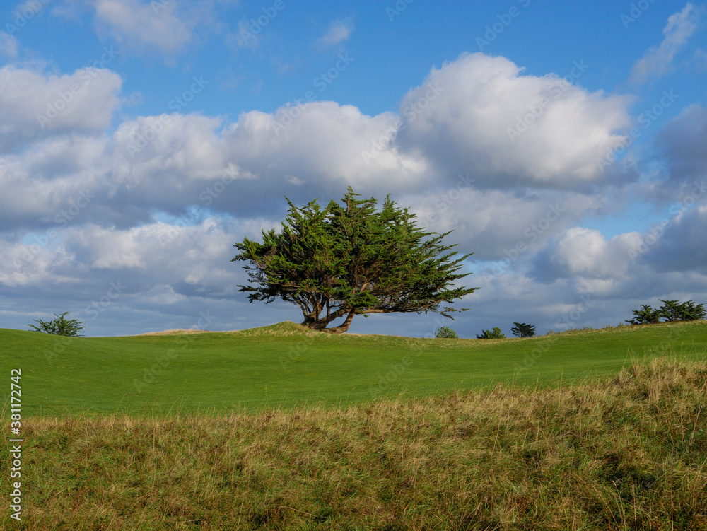 tree on a hill