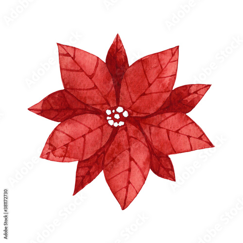 Watercolor red poinsettia flower illustration. New year and Christmas traditional flower clip art. Hand drawn art of red winter flower.