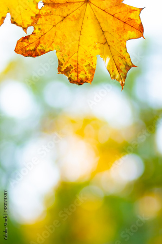 Autumn background with maple leaves. Yellow maple leaves on a blurred background. Copy space