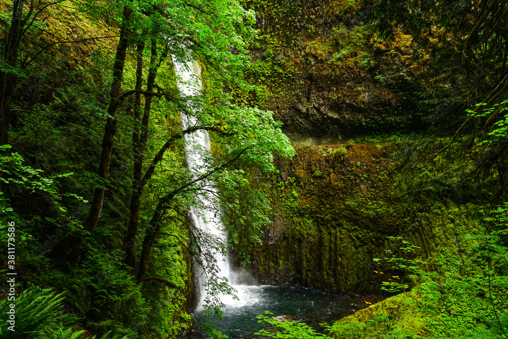 Obraz premium waterfall in the forest