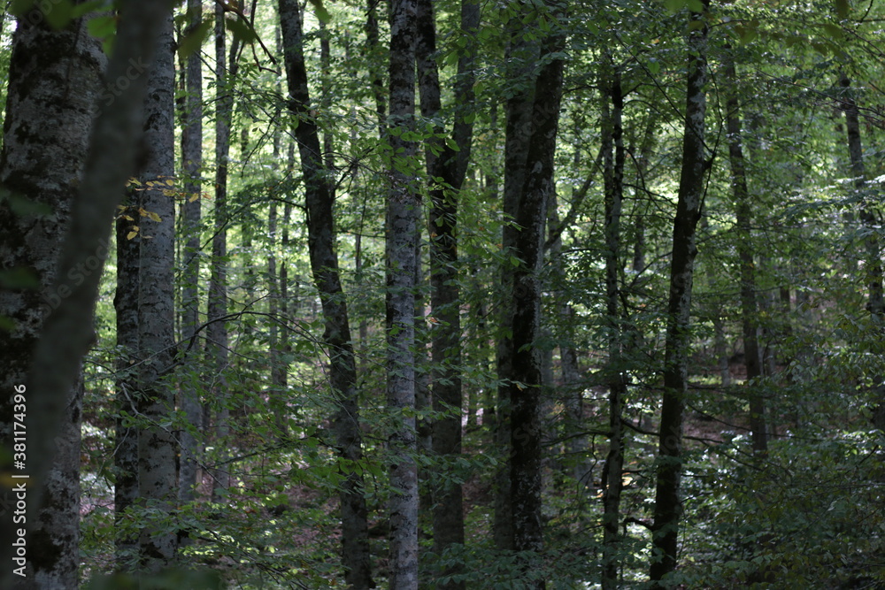 Fototapeta premium Trees in the dark forest