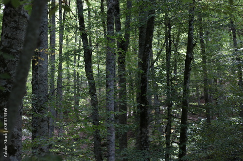 Fototapeta Naklejka Na Ścianę i Meble -  Trees in the dark forest