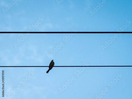 Bird Standing on Electric Pole Against Blue Sky at Sunset