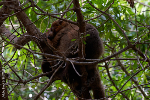 beautiful red-bellied lemur on the branches of a tree in a zoo in valencia spain