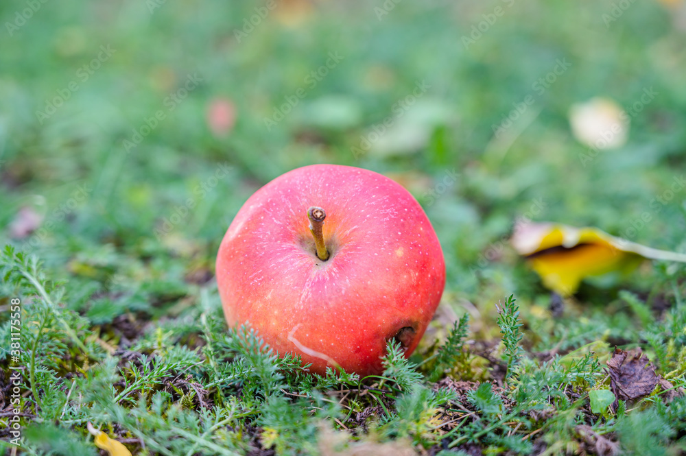 A low angle shot of an apple fallen on the ground A low angle shot of an apple fallen on the ground