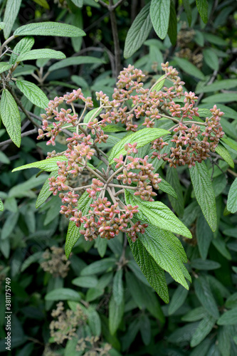 Wrinkled potassium (Viburnum rhytidophyllum Hemsl.). Brush of ripening fruits photo