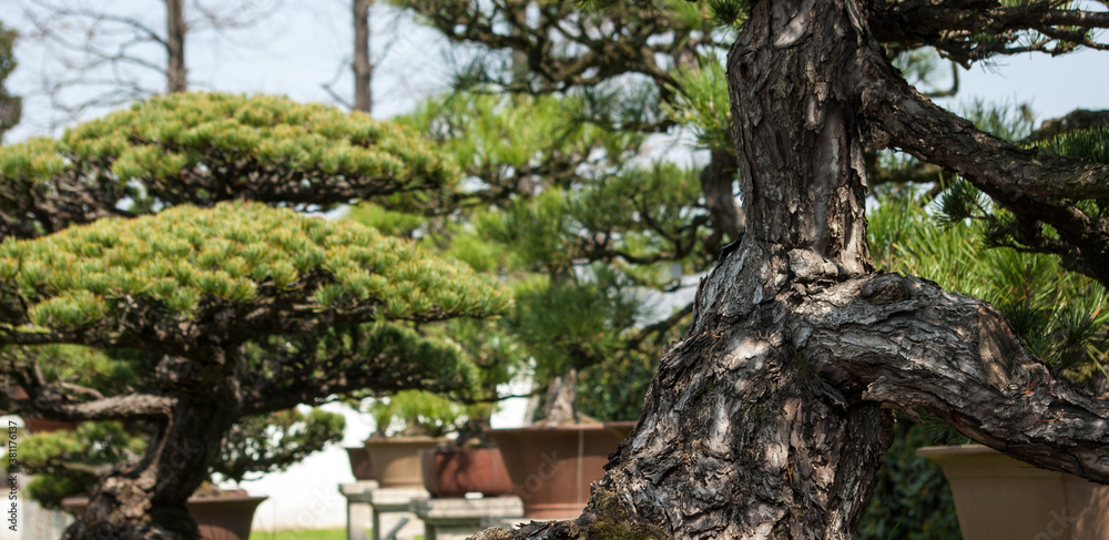 Bonsai deseń Bonsai deseń