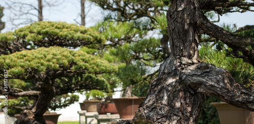 Bonsai deseń