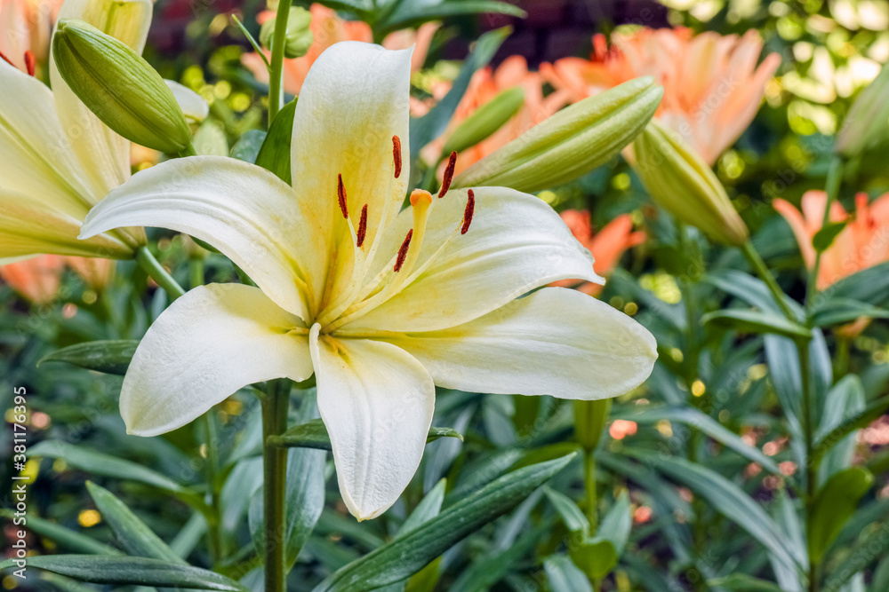 Fototapeta premium Lily flowers on a green background. flowers in the garden