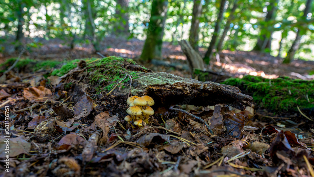 Pilze Pilze