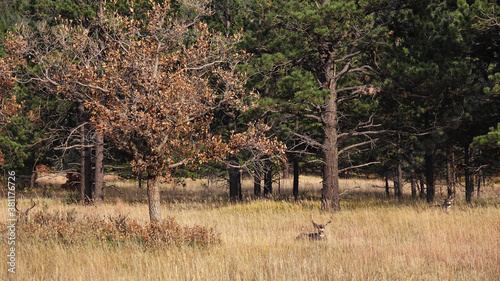 Three Bucks in Mountain Meadow - Colorado - Hidden Deer