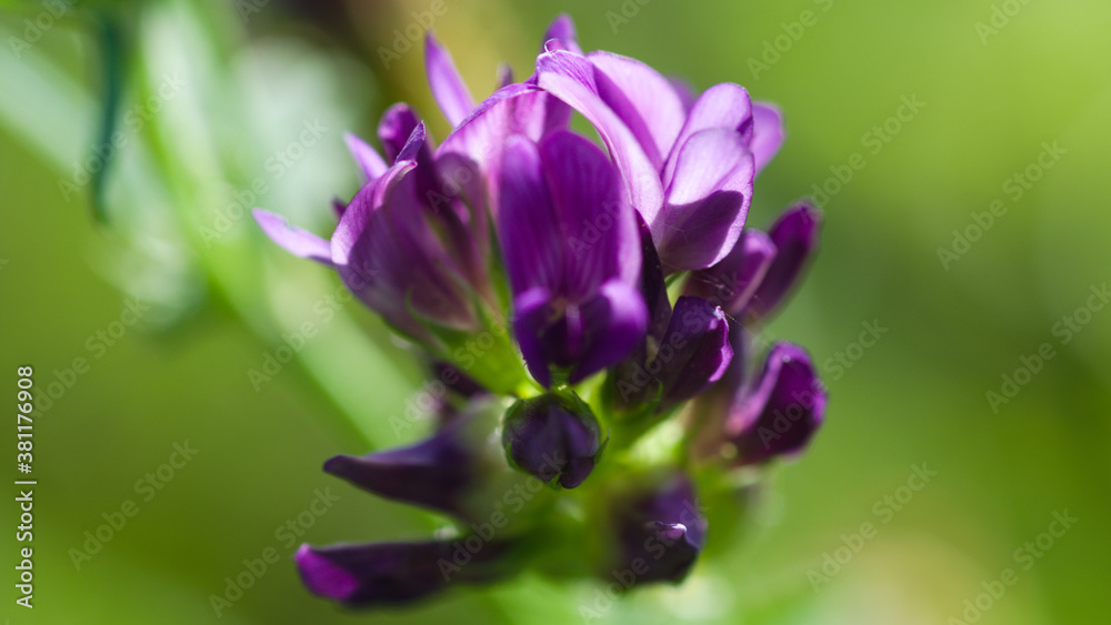 Fototapeta premium purple crocus flower