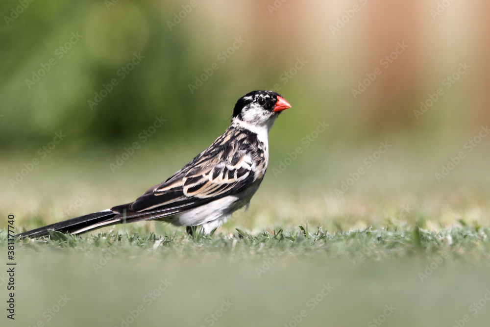 Fototapeta premium Small black and white bird on grass