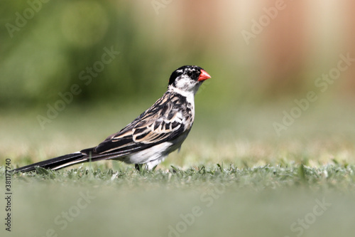 Small black and white bird on grass