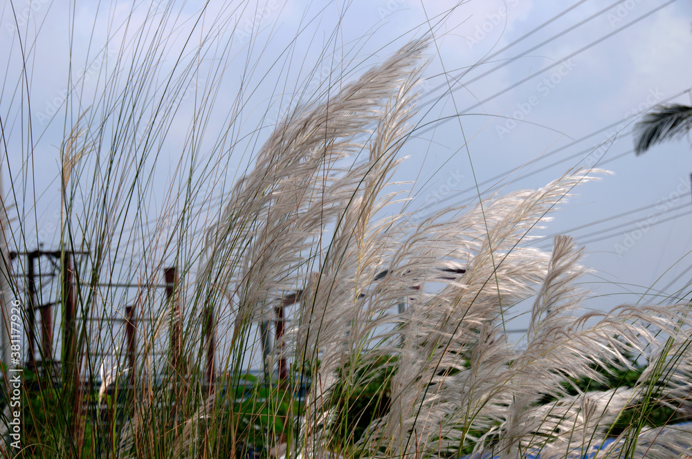 blooming of saccharum spontaneum or kashful in Bengali,indicates the festival of durga puja in West Bengal is coming. blooming of saccharum spontaneum or kashful in Bengali,indicates the festival of durga puja in West Bengal is coming.