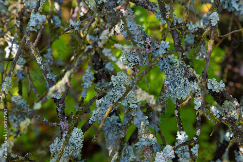 Dry branches with gray lichen . Oakmoss photo