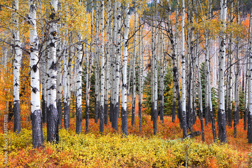 Many Aspen trees in a forest during autumn time 