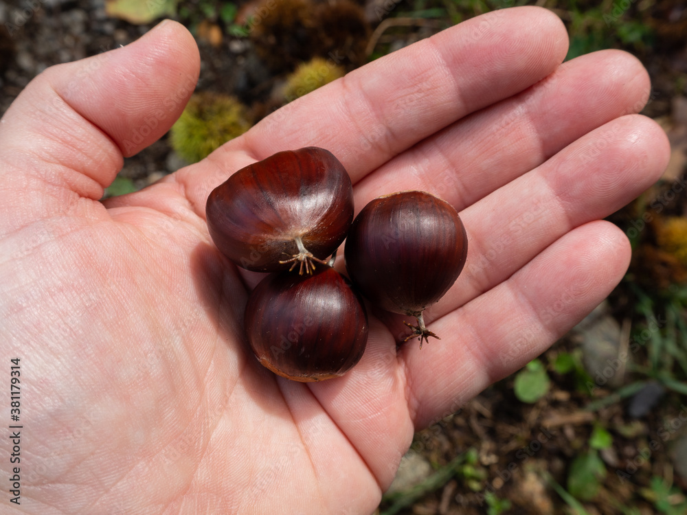 Chestnuts freshly picked from the forest in hand Chestnuts freshly picked from the forest in hand