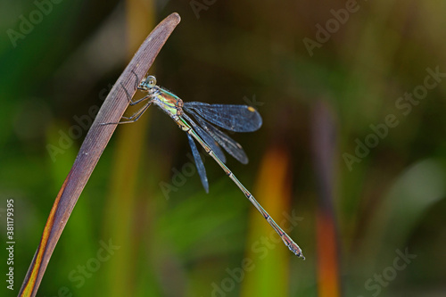 Weidenjungfer (Chalcolestes viridis) - willow emerald damselfly photo