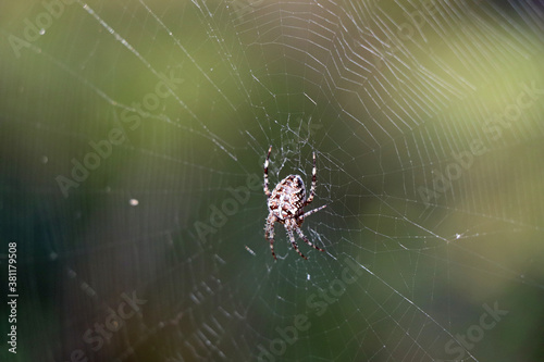 Spider in the net in the forest
