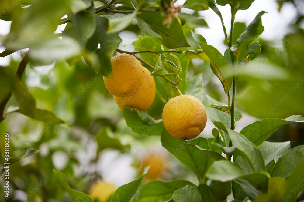 juicy lemons on a tree, Greece