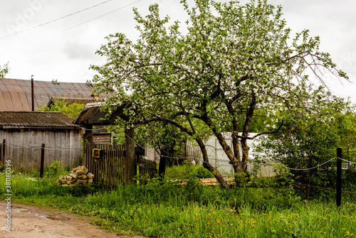 apple tree and old fence in the tree