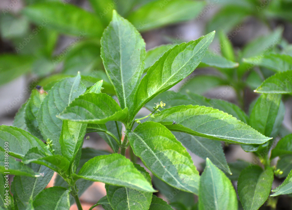 In the spring, Mercurialis perennis grows in the forest In the spring, Mercurialis perennis grows in the forest