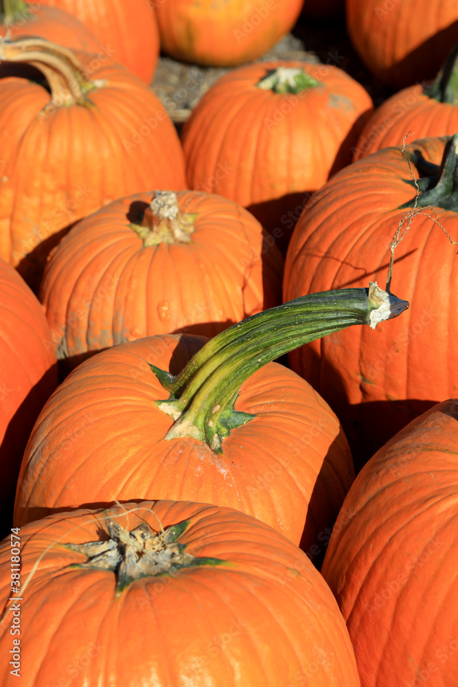 Many large pumpkins up for sale at the farm
Many large pumpkins up for sale at the farm