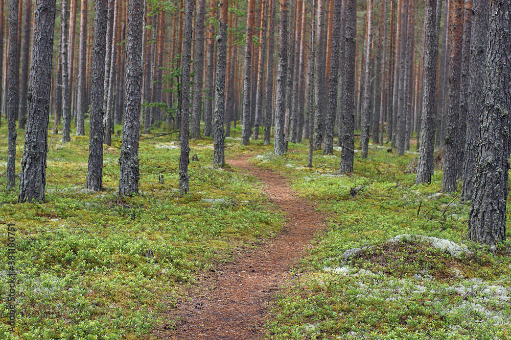 Obraz premium Path in a pine forest among large even tree trunks, horizontal frame