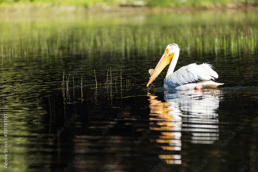 Pelican swims across a grassy dark lake while feeding Pelican swims across a grassy dark lake while feeding