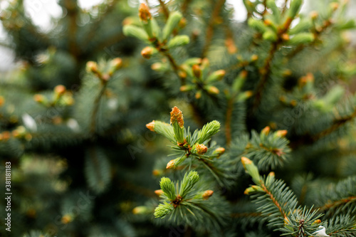 coniferous branches with buds