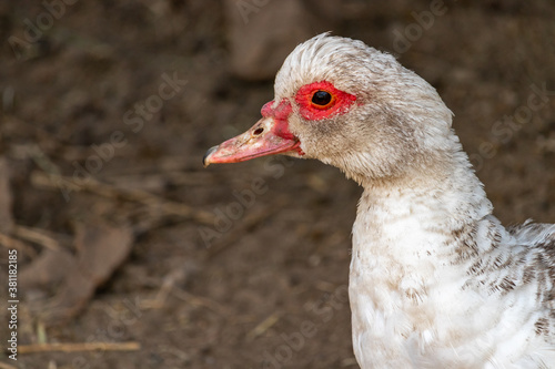 close-up white creole duck on a farm