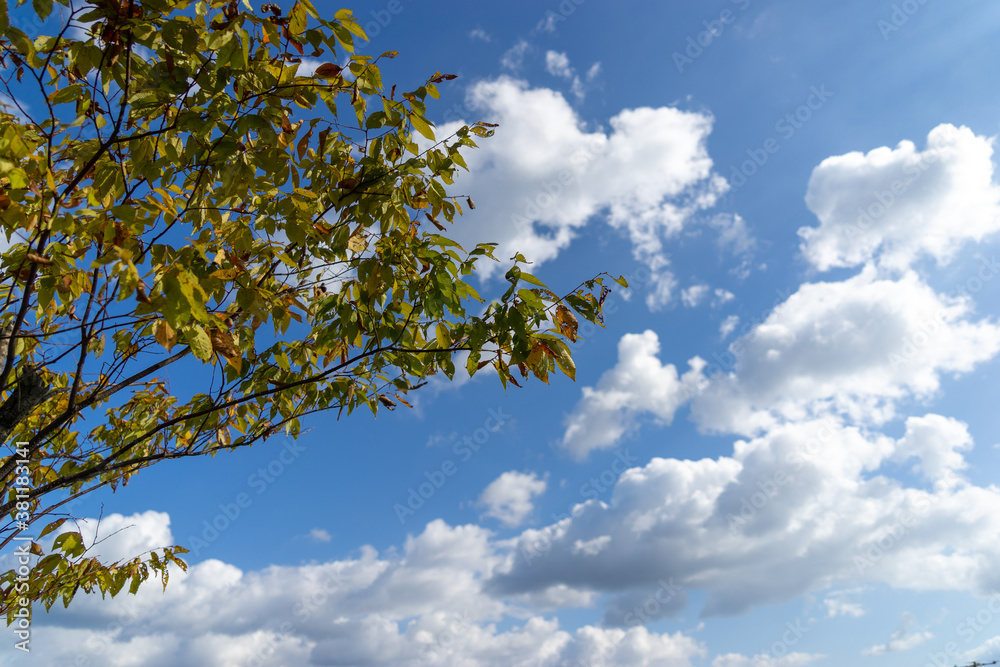 Blue sky and fallen leaves in autumn trees Blue sky and fallen leaves in autumn trees