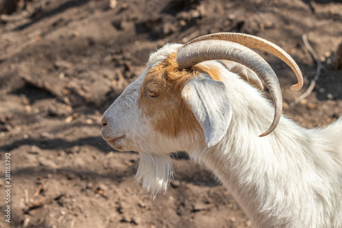 horned goat on a farm