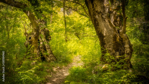 Trail between trees in green woods of Zagori in Greece