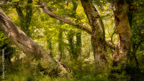 Trees in green woods of Zagori in Greece