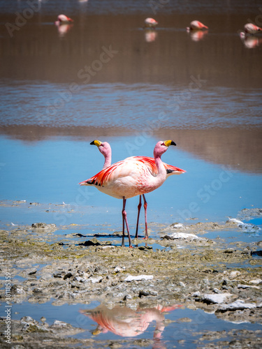 Two flamingos chilling in Uyuni