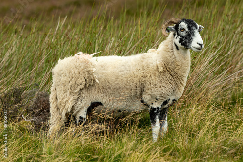 Swaledale Ewe or female sheep stood in rough moorland pasture, facing right. Swaledale sheep are a breed native to this area of North Yorkshire. Horizontal. Space for copy.