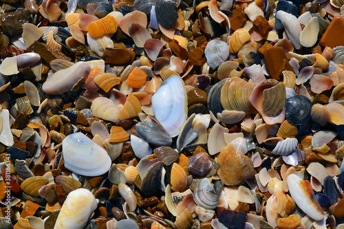 shells background