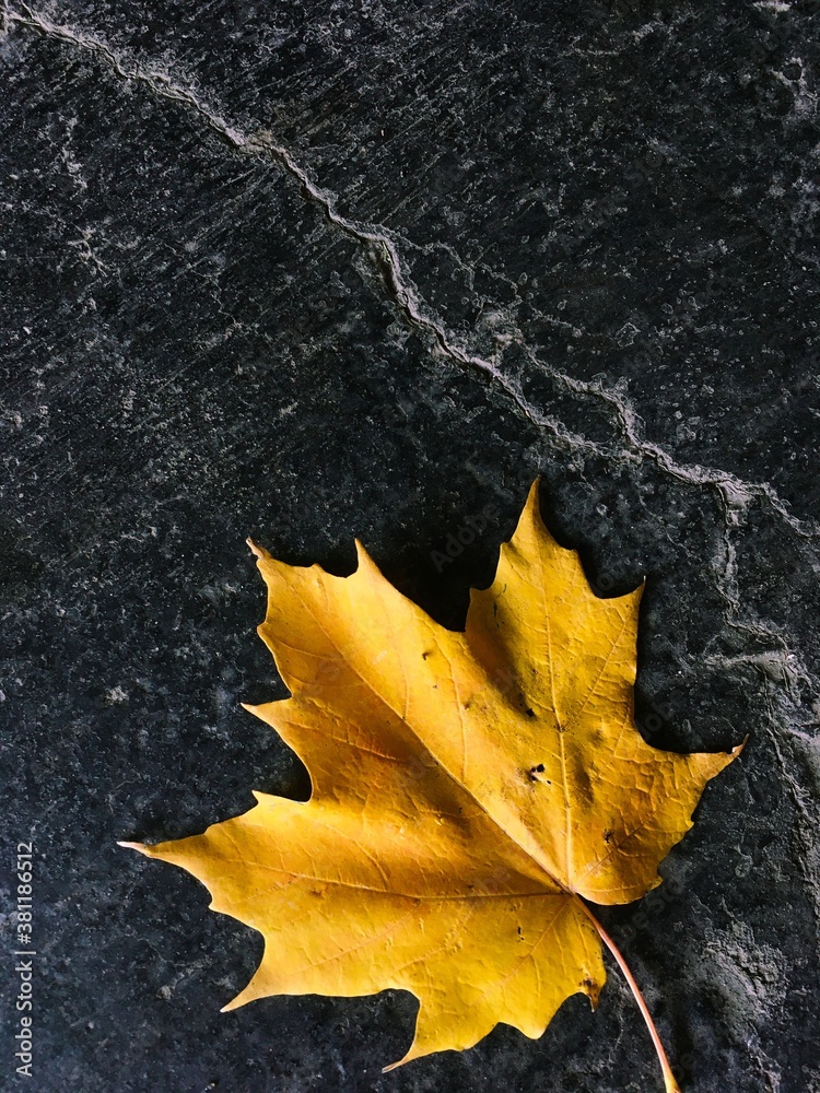 une feuille d'érable sur le bitume en automne