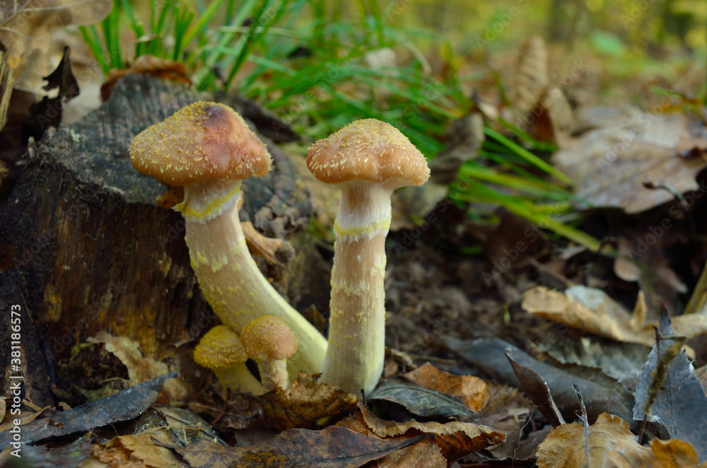 Wild forest mushrooms grow in the autumn forest Wild forest mushrooms grow in the autumn forest