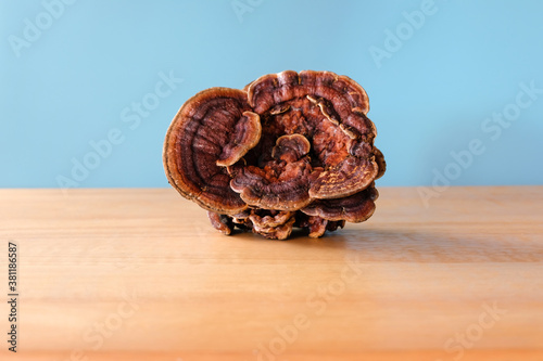 Ganoderma lucidum from Asia can be used to make medicine.
